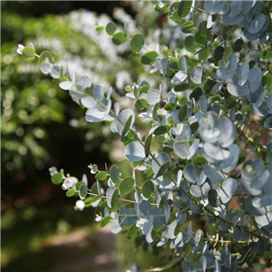 Eucalyptus Gunnii 'Silver Drop'